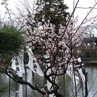 鶴岡八幡宮の写真・動画_image_183194