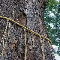立石熊野神社の写真・動画_image_188486