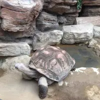 上野動物園の写真・動画_image_1907