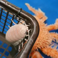 竹島水族館の写真・動画_image_191191