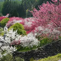 月川温泉の花桃の写真・動画_image_191843