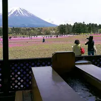 富士芝桜まつりの写真・動画_image_191985