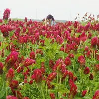 ひまわり村の写真・動画_image_197378