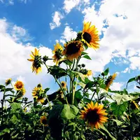 ひまわり村の写真・動画_image_197379