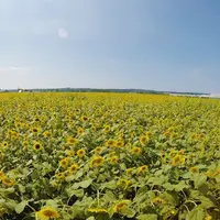 ひまわり村の写真・動画_image_197380