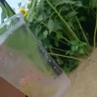 ひまわり村の写真・動画_image_197383