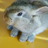 ホリ牧場 夢ミルク館の写真・動画_image_197388