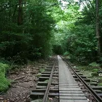 屋久杉の写真・動画_image_1987