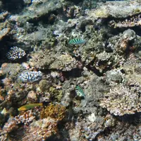 八重干瀬の写真・動画_image_202363
