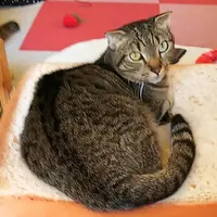 麻生 猫カフェ 福猫茶房の写真・動画_image_206836