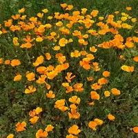 山中湖花の都公園の写真・動画_image_207430