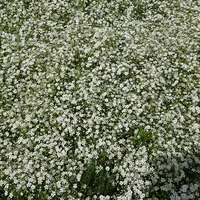 山中湖花の都公園の写真・動画_image_207431