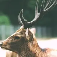 鹿島神宮の写真・動画_image_2103