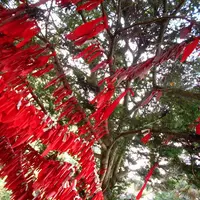 卯子酉様の写真・動画_image_2140