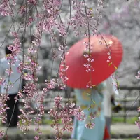 弘前公園の写真・動画_image_2175