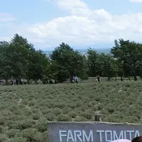 ファーム富田の写真・動画_image_226044