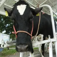 北海道箱根牧場の写真・動画_image_226085