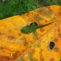 恐山の写真・動画_image_23222