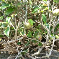 知覧武家屋敷庭園群の写真・動画_image_235046