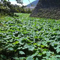 島原城の写真・動画_image_2351