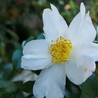 向島百花園の写真・動画_image_238604