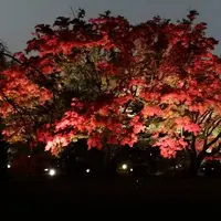 六義園の写真・動画_image_242750