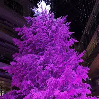 KITTEの写真・動画_image_242756