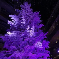 KITTEの写真・動画_image_242758