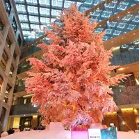 KITTEの写真・動画_image_246048