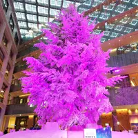 KITTEの写真・動画_image_246049