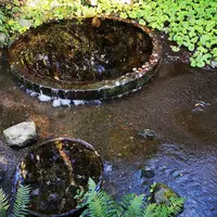 柿田川湧水の写真・動画_image_247323