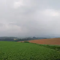 セブンスターの木の写真・動画_image_256707