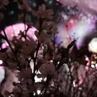 日本橋三井ホールの写真・動画_image_258785
