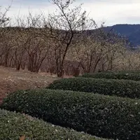 松田町寄ロウバイ園の写真・動画_image_259070