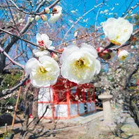 北野天満宮の写真・動画_image_261934