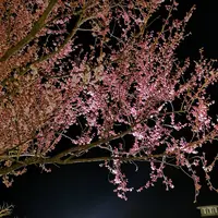箱根強羅公園の写真・動画_image_266417