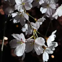 六義園の写真・動画_image_266449