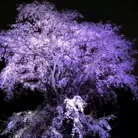 六義園の写真・動画_image_266464