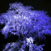六義園の写真・動画_image_266465