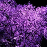 六義園の写真・動画_image_266466