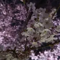 六義園の写真・動画_image_266468