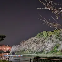 千鳥ヶ淵の写真・動画_image_266469