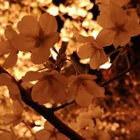 千鳥ヶ淵の写真・動画_image_266471