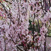 東京ミッドタウン日比谷 の写真・動画_image_266472
