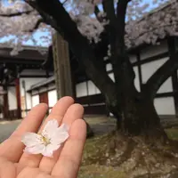 妙法院の写真・動画_image_26927