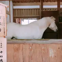 金刀比羅宮（こんぴらさん）の写真・動画_image_271729