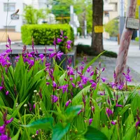 島田宿大井川川越遺跡の写真・動画_image_272301