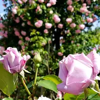 高岡おとぎの森公園の写真・動画_image_279951