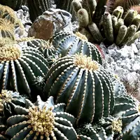 やまびこドーム（信州スカイパーク）の写真・動画_image_281525