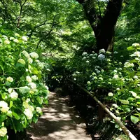 矢田寺の写真・動画_image_283362